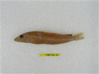 藏品(多鱗鱚)的圖片